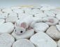 Preview: Baby Maus Weiß mit beweglichem Schwanz