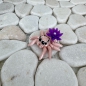 Preview: Mini Lilien-Spinne – Zart, beweglich und voller Magie