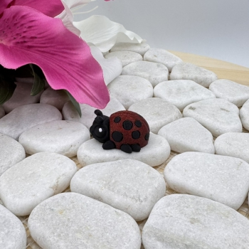 Hatchling Marienkäfer – Kleiner Glücksbringer