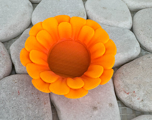 Gänseblümchen