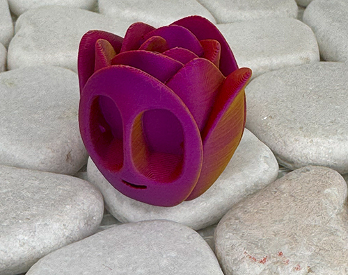 Tulpe 