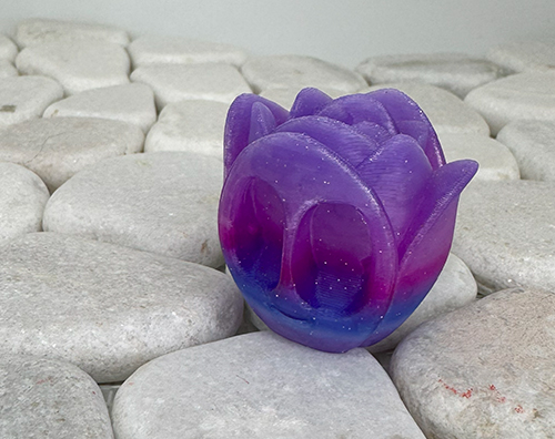 Tulpe