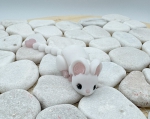Baby Maus Weiß mit beweglichem Schwanz